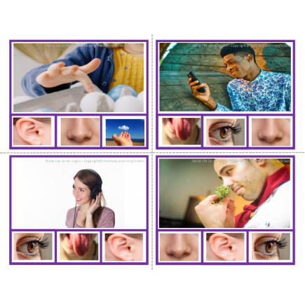 5 Senses - Which sense organ do you use?- Clip Task cards with real images.
